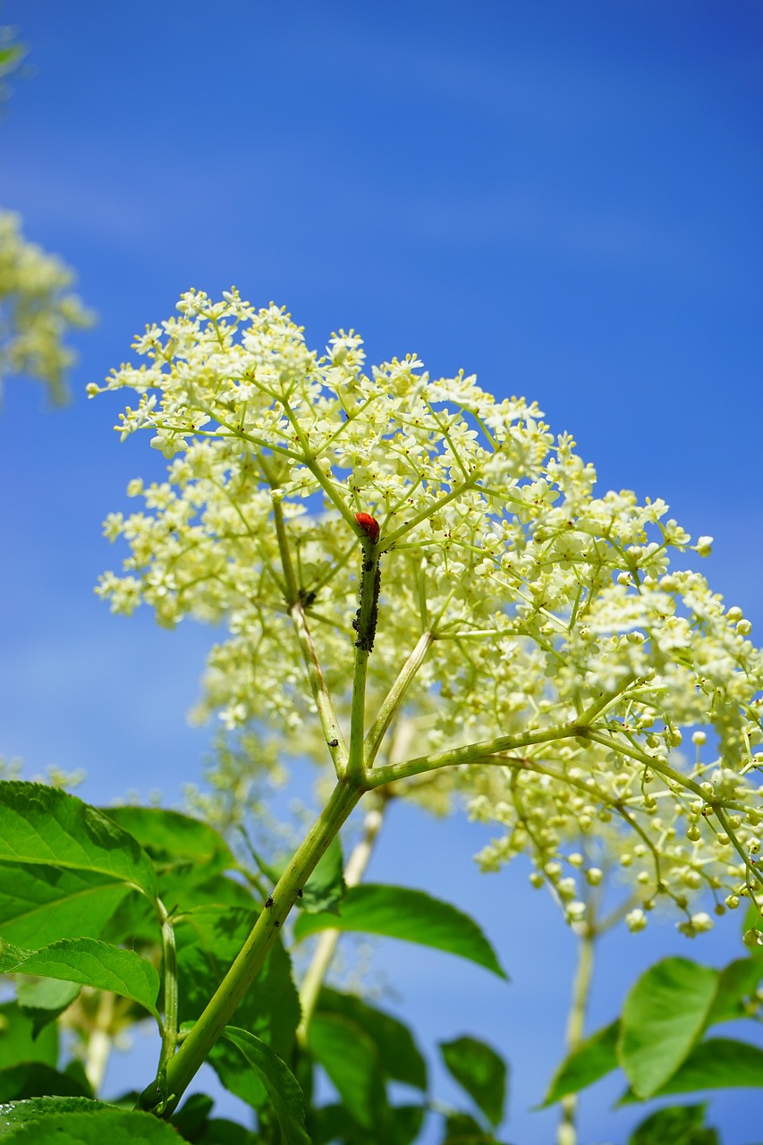 aphids, pests, infestation, vermin, lice, ladybug, fight, pest control, black elder, elderflower, branch, white, inflorescences, elder, sambucus, musk herbs, adoxaceae, blossom, bloom, shrub, tree, bush, sambucus nigra, holder, holder bush, holler, lilac, nature, black elder aphid, louse, aphid, lice infestation, aphis sambuci