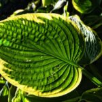 hosta, plantain lilies, foliage, plants, leaves, perennial, nature, hosta, hosta, hosta, hosta, hosta, leaves