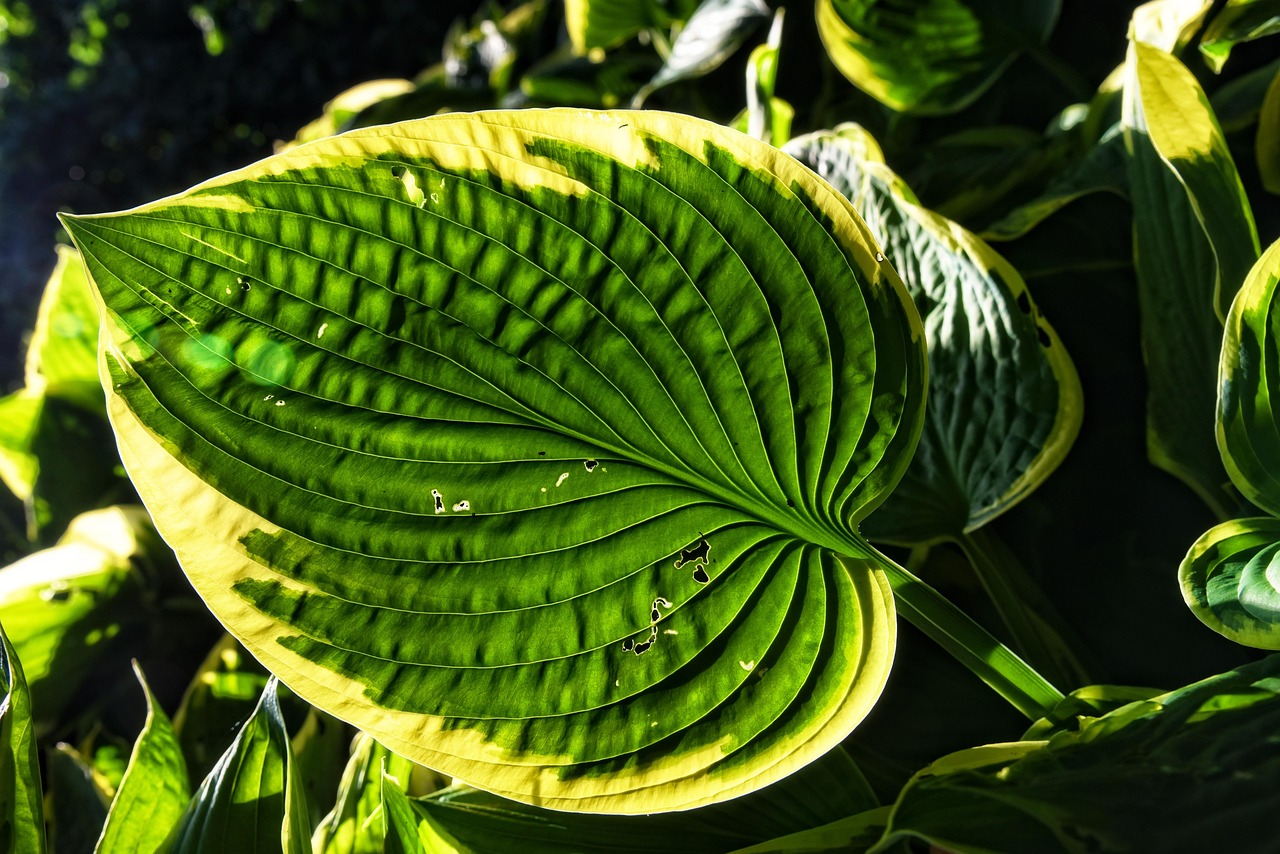 hosta, plantain lilies, foliage, plants, leaves, perennial, nature, hosta, hosta, hosta, hosta, hosta, leaves