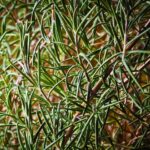 rosemary, plant, herbs, spice, food, organic, natural, fragrant, culinary herbs, rosmarinus, mediterranean, nature, rosemary, rosemary, rosemary, rosemary, rosemary, herbs
