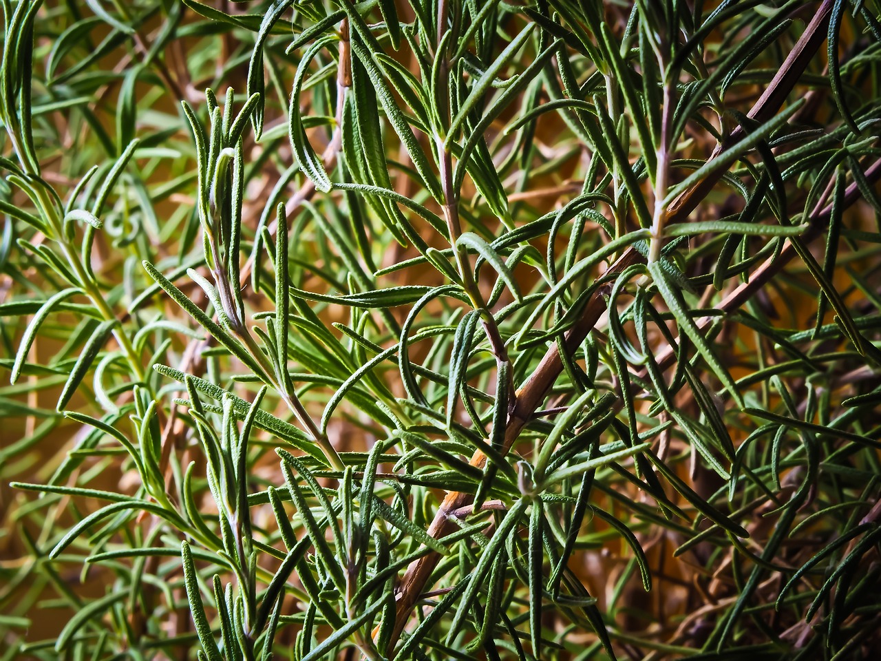 rosemary, plant, herbs, spice, food, organic, natural, fragrant, culinary herbs, rosmarinus, mediterranean, nature, rosemary, rosemary, rosemary, rosemary, rosemary, herbs