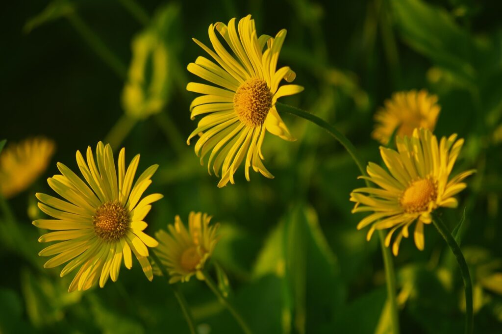 flowers, beautiful flowers, flower wallpaper, chamomile, summer, flower background, nature