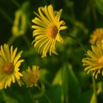 flowers, beautiful flowers, flower wallpaper, chamomile, summer, flower background, nature