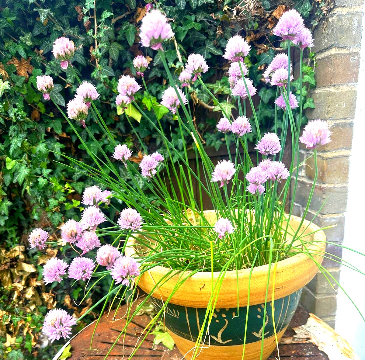 chive enhanced